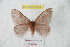  ( - BC-RBP 9539)  @13 [ ] Copyright (2015) Ron Brechlin Research Collection of Ron Brechlin