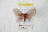  ( - BC-RBP 9541)  @13 [ ] Copyright (2015) Ron Brechlin Research Collection of Ron Brechlin