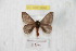  (Hylesia submisionex - BC-RBP 9542)  @13 [ ] Copyright (2015) Ron Brechlin Research Collection of Ron Brechlin