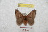  (Hylesia remex - BC-RBP 9549)  @11 [ ] Copyright (2015) Ron Brechlin Research Collection of Ron Brechlin