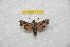  ( - BC-RBP 11114)  @11 [ ] Copyright (2018) Ron Brechlin Research Collection of Ron Brechlin