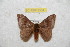  (Hylesia santex - BC-RBP 9554)  @11 [ ] Copyright (2015) Ron Brechlin Research Collection of Ron Brechlin