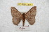  (Hylesia discifex - BC-RBP 9556)  @14 [ ] Copyright (2015) Ron Brechlin Research Collection of Ron Brechlin