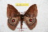  ( - BC-RBP 9567)  @13 [ ] Copyright (2015) Ron Brechlin Research Collection of Ron Brechlin