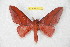  ( - BC-RBP 11137)  @11 [ ] Copyright (2018) Ron Brechlin Research Collection of Ron Brechlin