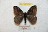  ( - BC-RBP 9587)  @13 [ ] Copyright (2015) Ron Brechlin Research Collection of Ron Brechlin