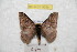 (Hylesia santboyacex - BC-RBP 9590)  @14 [ ] Copyright (2015) Ron Brechlin Research Collection of Ron Brechlin