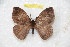  ( - BC-RBP 11160)  @11 [ ] Copyright (2018) Ron Brechlin Research Collection of Ron Brechlin