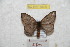  (Hylesia angmetex - BC-RBP 9600)  @11 [ ] Copyright (2015) Ron Brechlin Research Collection of Ron Brechlin