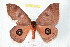  ( - BC-RBP 9605)  @11 [ ] Copyright (2015) Ron Brechlin Research Collection of Ron Brechlin