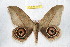  ( - BC-RBP 9613)  @14 [ ] Copyright (2015) Ron Brechlin Research Collection of Ron Brechlin