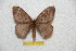  (Hylesia melanostigma - BC-RBP 12376)  @13 [ ] copyright (2022) Ron Brechlin Research Collection of Ron Brechlin