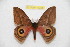  ( - BC-RBP 11228)  @12 [ ] Copyright (2018) Ron Brechlin Research Collection of Ron Brechlin