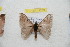  ( - BC-RBP 11233)  @11 [ ] Copyright (2018) Ron Brechlin Research Collection of Ron Brechlin
