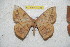  ( - BC-RBP 11238)  @13 [ ] Copyright (2018) Ron Brechlin Research Collection of Ron Brechlin