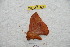  (Hylesia bertrandi herediana - BC-RBP 9648)  @13 [ ] Copyright (2015) Ron Brechlin Research Collection of Ron Brechlin