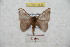  ( - BC-RBP 9688)  @13 [ ] Copyright (2015) Ron Brechlin Research Collection of Ron Brechlin