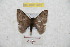  ( - BC-RBP 9692)  @13 [ ] Copyright (2015) Ron Brechlin Research Collection of Ron Brechlin