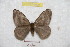  (Hylesia metrex - BC-RBP 9721)  @14 [ ] Copyright (2015) Ron Brechlin Research Collection of Ron Brechlin