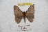  ( - BC-RBP 9730)  @13 [ ] Copyright (2015) Ron Brechlin Research Collection of Ron Brechlin