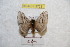  ( - BC-RBP 9733)  @13 [ ] Copyright (2015) Ron Brechlin Research Collection of Ron Brechlin