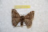  ( - BC-RBP 9735)  @14 [ ] Copyright (2015) Ron Brechlin Research Collection of Ron Brechlin