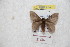  ( - BC-RBP 9743)  @11 [ ] Copyright (2015) Ron Brechlin Research Collection of Ron Brechlin
