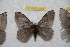  ( - BC-RBP 9751)  @13 [ ] Copyright (2015) Ron Brechlin Research Collection of Ron Brechlin