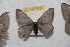  ( - BC-RBP 9753)  @13 [ ] Copyright (2015) Ron Brechlin Research Collection of Ron Brechlin