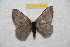 (Hylesia mandorex - BC-RBP 9755)  @14 [ ] Copyright (2015) Ron Brechlin Research Collection of Ron Brechlin