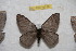  (Hylesia oroyex - BC-RBP 9758)  @14 [ ] Copyright (2015) Ron Brechlin Research Collection of Ron Brechlin