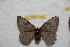 ( - BC-RBP 9760)  @13 [ ] Copyright (2015) Ron Brechlin Research Collection of Ron Brechlin