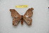  ( - BC-RBP 12390)  @11 [ ] copyright (2022) Ron Brechlin Research Collection of Ron Brechlin