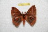  (Hylesia daryae - BC-RBP 12394)  @11 [ ] copyright (2022) Ron Brechlin Research Collection of Ron Brechlin