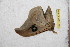  (Leucanella arcoccidentalis - BC-RBP 12519)  @11 [ ] copyright (2022) Ron Brechlin Research Collection of Ron Brechlin