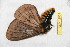  ( - BC-RBP 12531)  @11 [ ] copyright (2022) Ron Brechlin Research Collection of Ron Brechlin