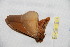  ( - BC-RBP 12534)  @11 [ ] copyright (2022) Ron Brechlin Research Collection of Ron Brechlin