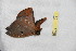  ( - BC-RBP 12541)  @11 [ ] copyright (2022) Ron Brechlin Research Collection of Ron Brechlin