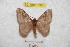  (Hylesia rubrifrons - BC-RBP 9763)  @11 [ ] Copyright (2015) Ron Brechlin Research Collection of Ron Brechlin