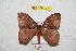  (Hylesia moroperuex - BC-RBP 9770)  @14 [ ] Copyright (2015) Ron Brechlin Research Collection of Ron Brechlin