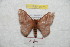  (Hylesia continua colombiana - BC-RBP 9773)  @14 [ ] Copyright (2015) Ron Brechlin Research Collection of Ron Brechlin