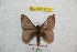  ( - BC-RBP 9774)  @13 [ ] Copyright (2015) Ron Brechlin Research Collection of Ron Brechlin