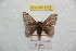  ( - BC-RBP 9776)  @14 [ ] Copyright (2015) Ron Brechlin Research Collection of Ron Brechlin