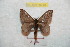  ( - BC-RBP 9778)  @14 [ ] Copyright (2015) Ron Brechlin Research Collection of Ron Brechlin