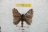  (Hylesia paracotcex - BC-RBP 9779)  @13 [ ] Copyright (2015) Ron Brechlin Research Collection of Ron Brechlin
