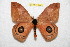 ( - BC-RBP 12583)  @11 [ ] copyright (2022) Ron Brechlin Research Collection of Ron Brechlin