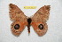  ( - BC-RBP 12584)  @11 [ ] copyright (2022) Ron Brechlin Research Collection of Ron Brechlin