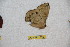  ( - BC-RBP 12635)  @11 [ ] copyright (2023) Ron Brechlin Research Collection of Ron Brechlin