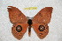  ( - BC-RBP 12718)  @11 [ ] copyright (2023) Ron Brechlin Research Collection of Ron Brechlin