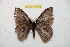  ( - BC-RBP 12721)  @11 [ ] copyright (2023) Ron Brechlin Research Collection of Ron Brechlin